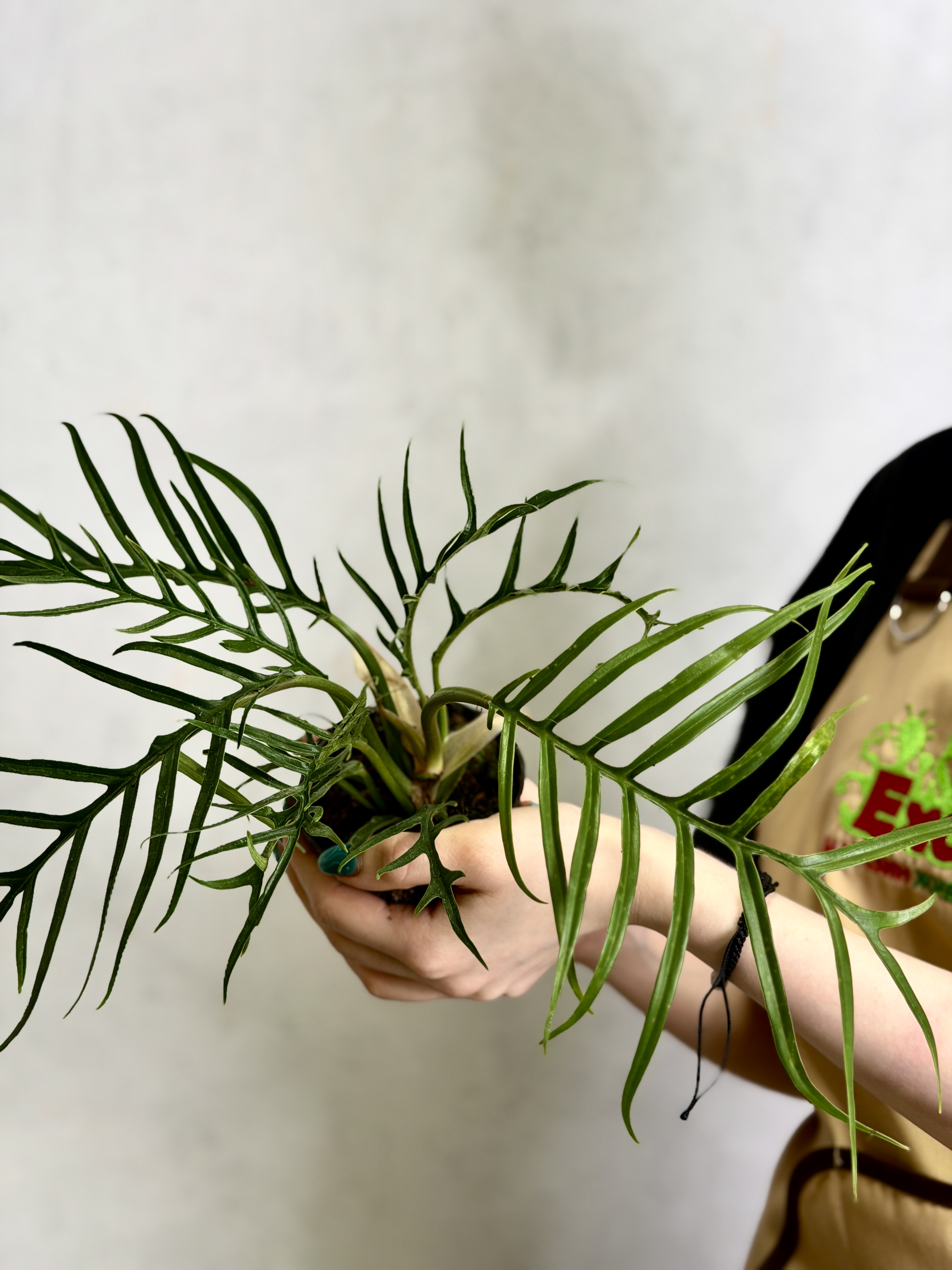 Филодендрон Элеганс Тортум (Philodendron Tortum) D11см