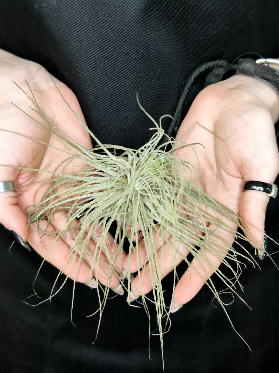 Тилландсия Магнусиана (Tillandsia Magnusiana)