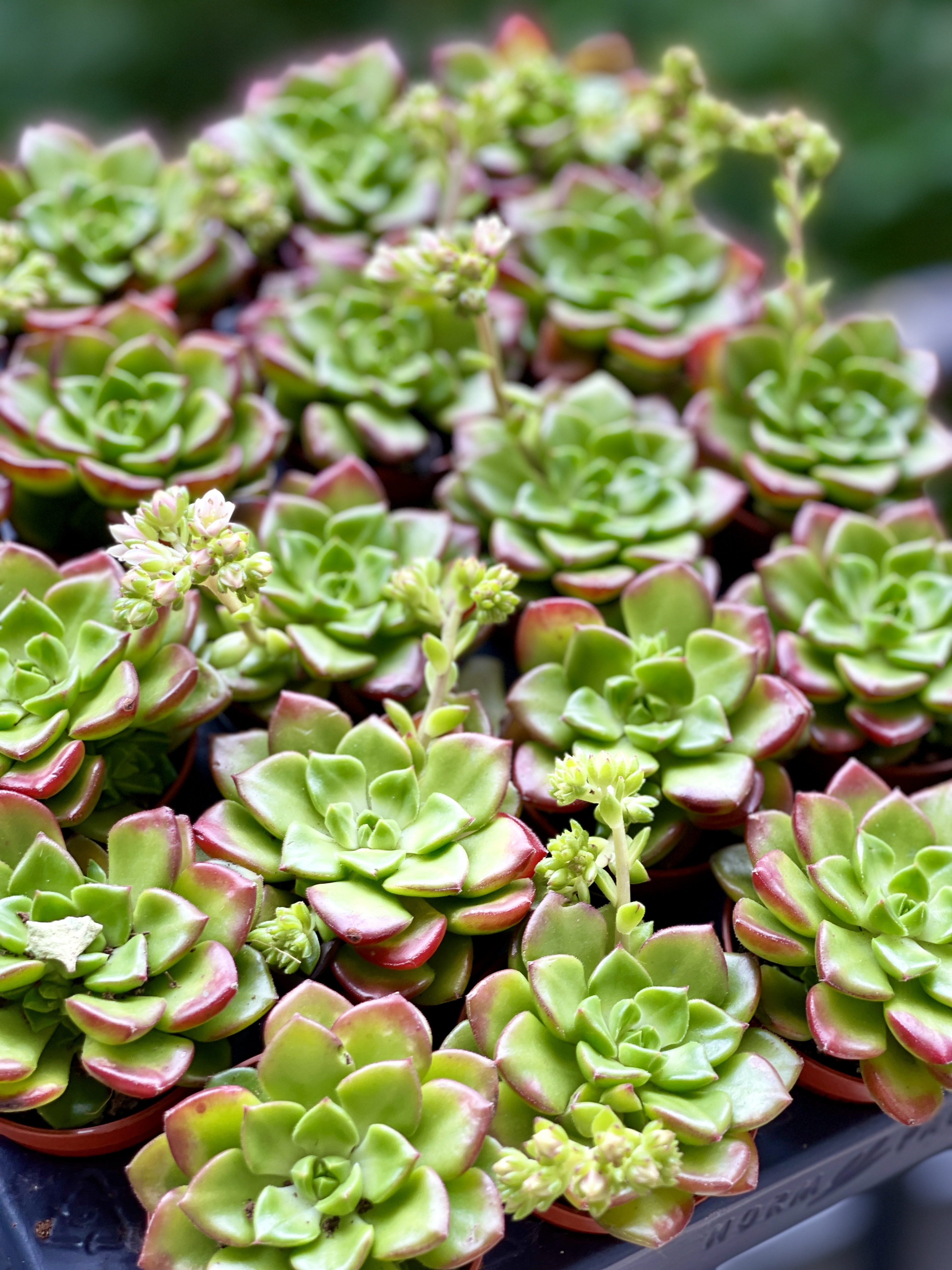 Эхеверия Мультикаулис (Echeveria Multicaulis) D5см