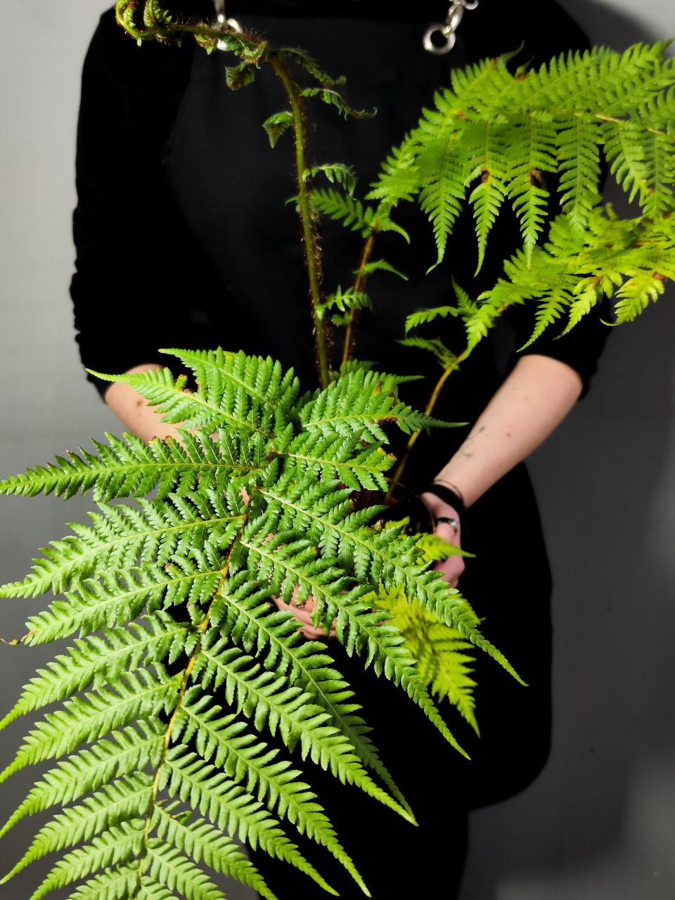 Папоротник Циатея Купера (Cyathea Cooperii) D12см