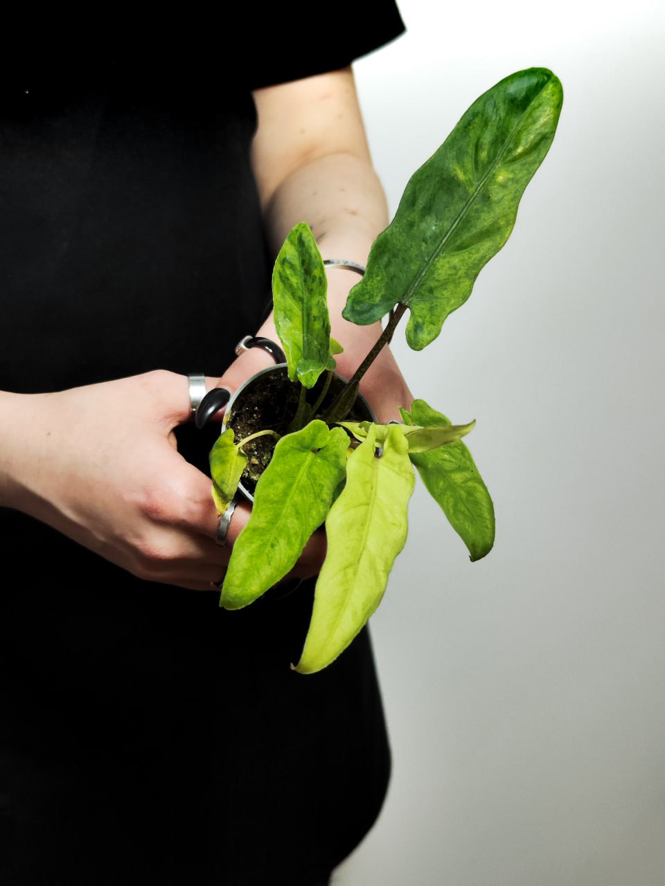 Алоказия Лаутербахиана Вариегатная (Alocasia Lauterbachiana Variegata) D6см