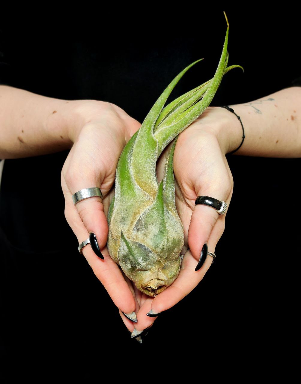 Тилландсия Селериана XL (Tillandsia Seleriana)
