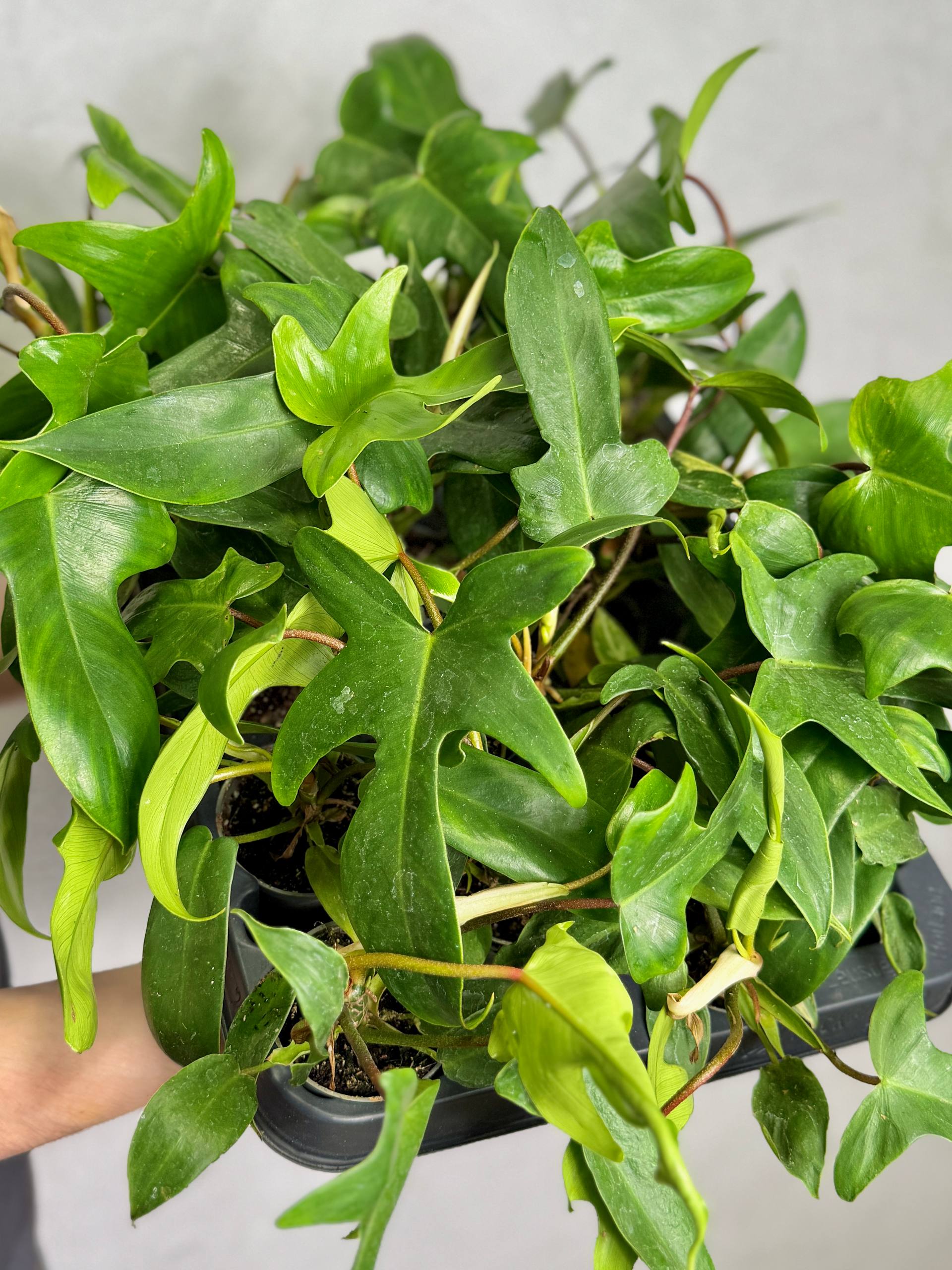 Филодендрон Майо (Philodendron Mayoi) D6см
