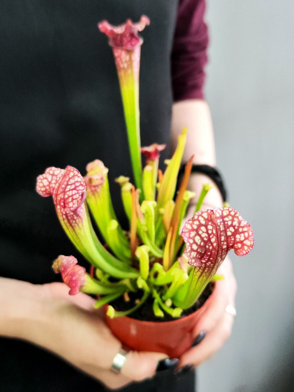Саррацения Лейкофилла Красная (Sarracenia Leucophylla Red) D9см