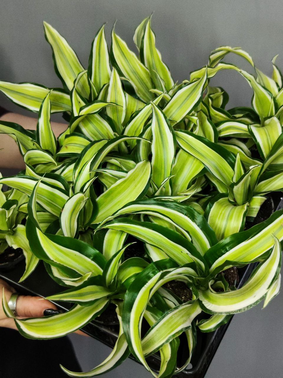 Драцена Фрагранс Малайка (Dracaena Dragontree Malaika) D6см