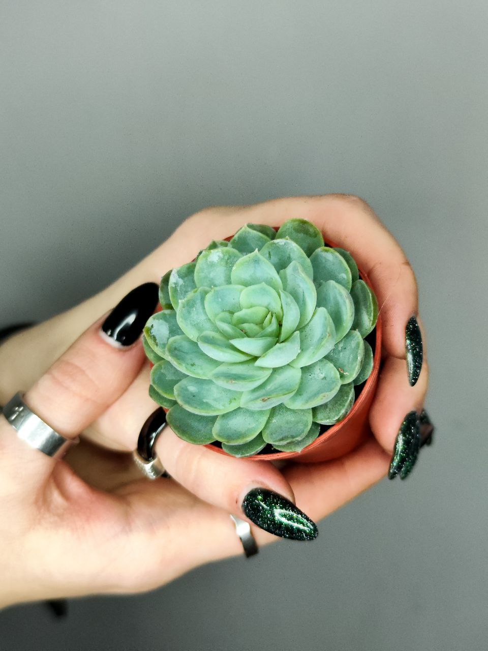 Эхеверия Изящная (Echeveria Elegans) D5см