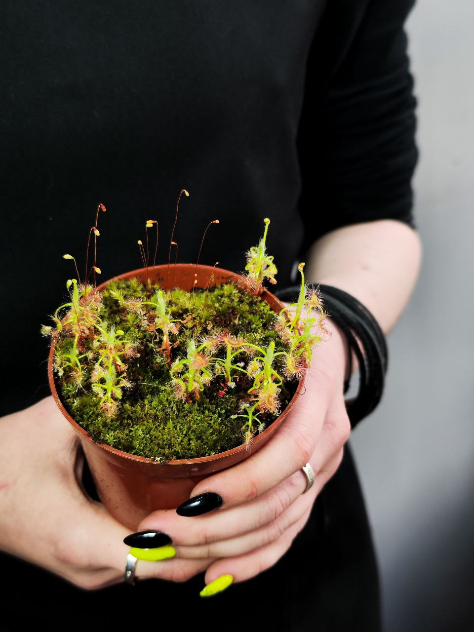 Росянка Скорпион (Drosera Scorpioides) D9см