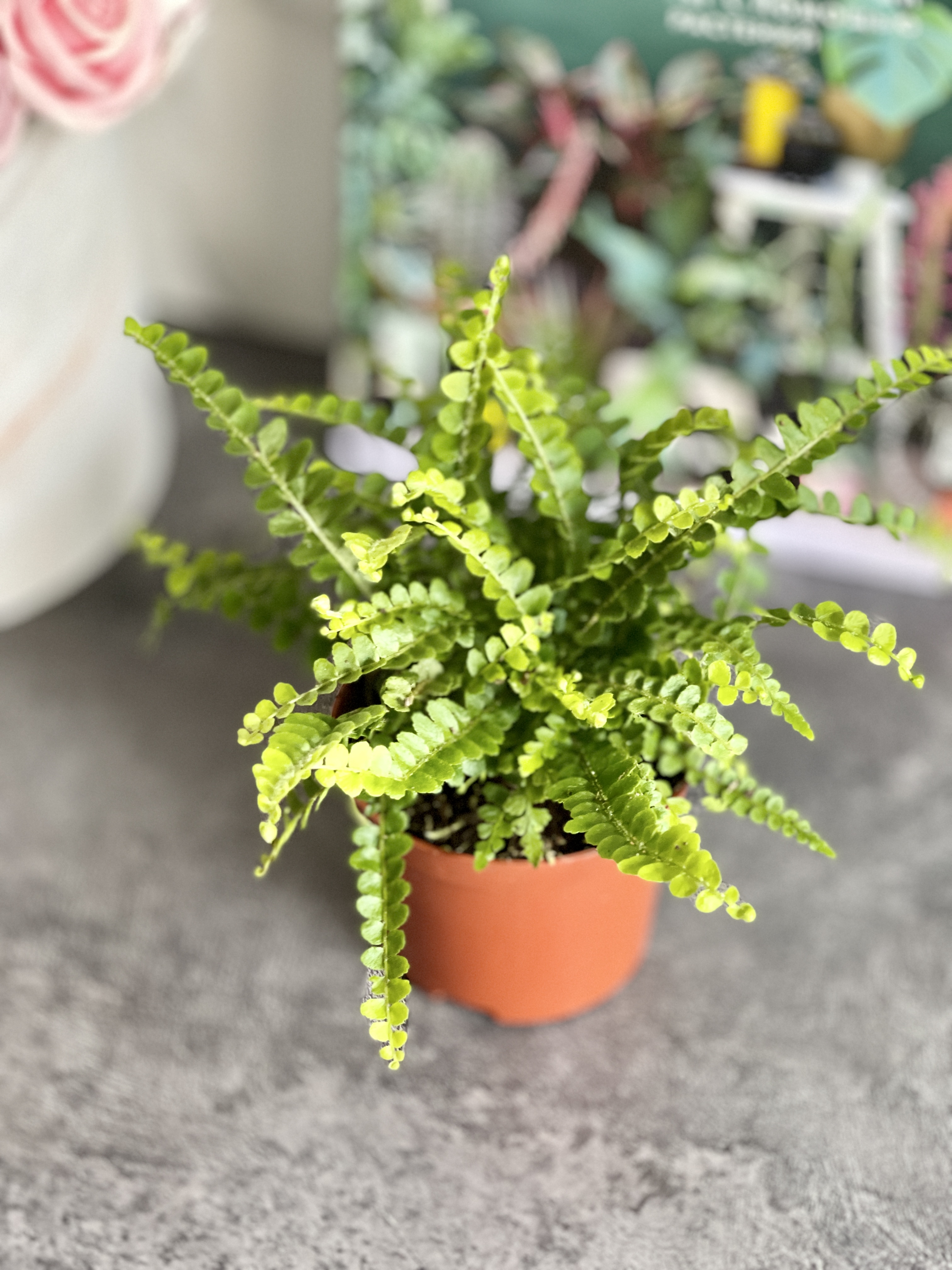 Нефролепис Даффи (Nephrolepis Exaltata Duffy) D8,5см