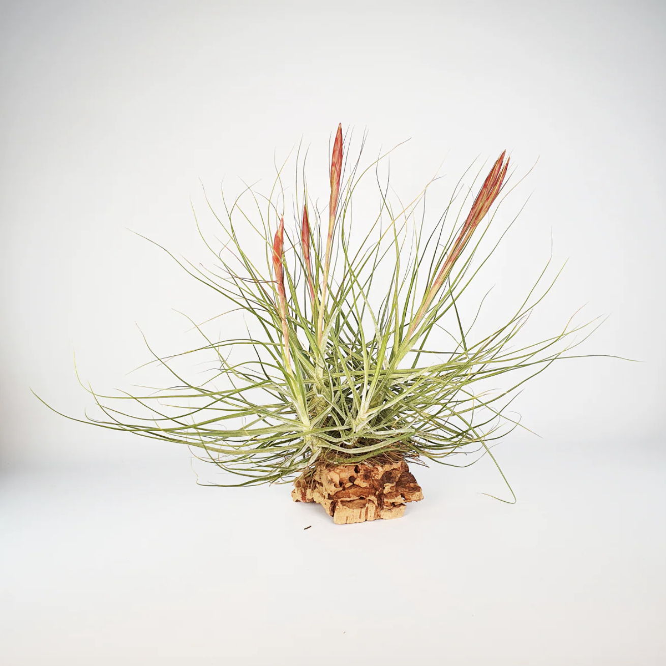 Тилландсия Шидеана (Tillandsia Schiedeana)