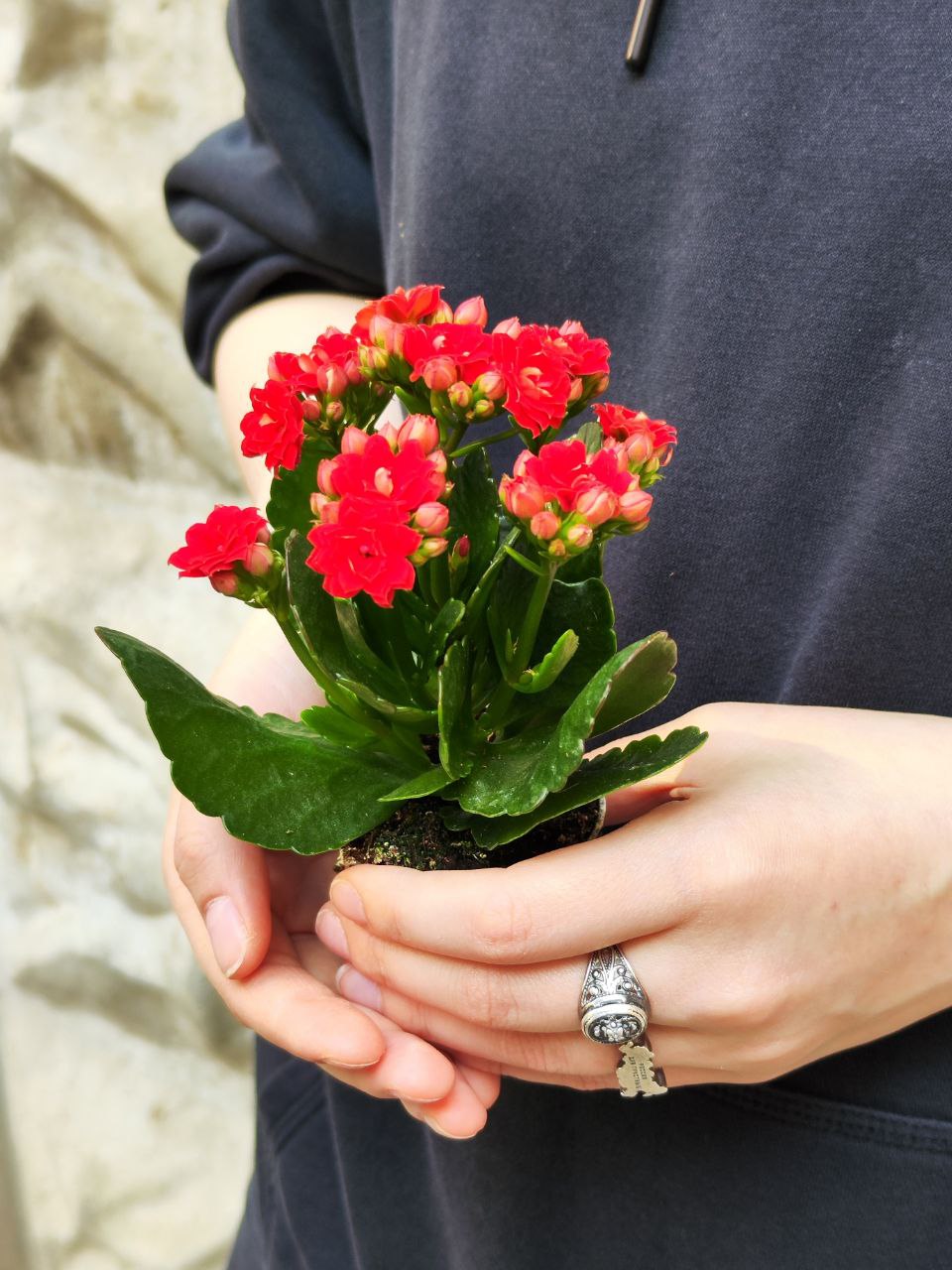Каланхоэ Розалина Красная (Kalanchoe Rosalina Red) D6см