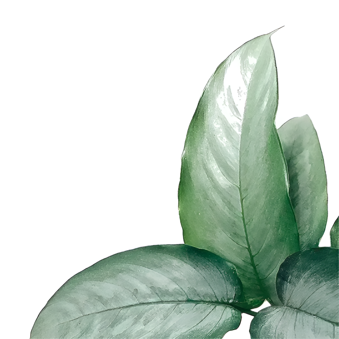 Шизматоглоттис Сильвер Форм (Schismatoglottis Sp. Silver form) D10см