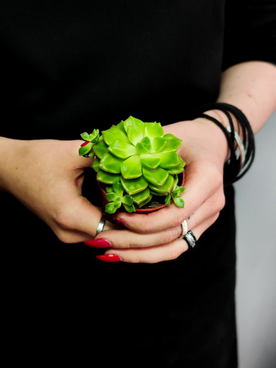 Эхеверия Аффинис Грин (Echeveria Affinis Green) D5см