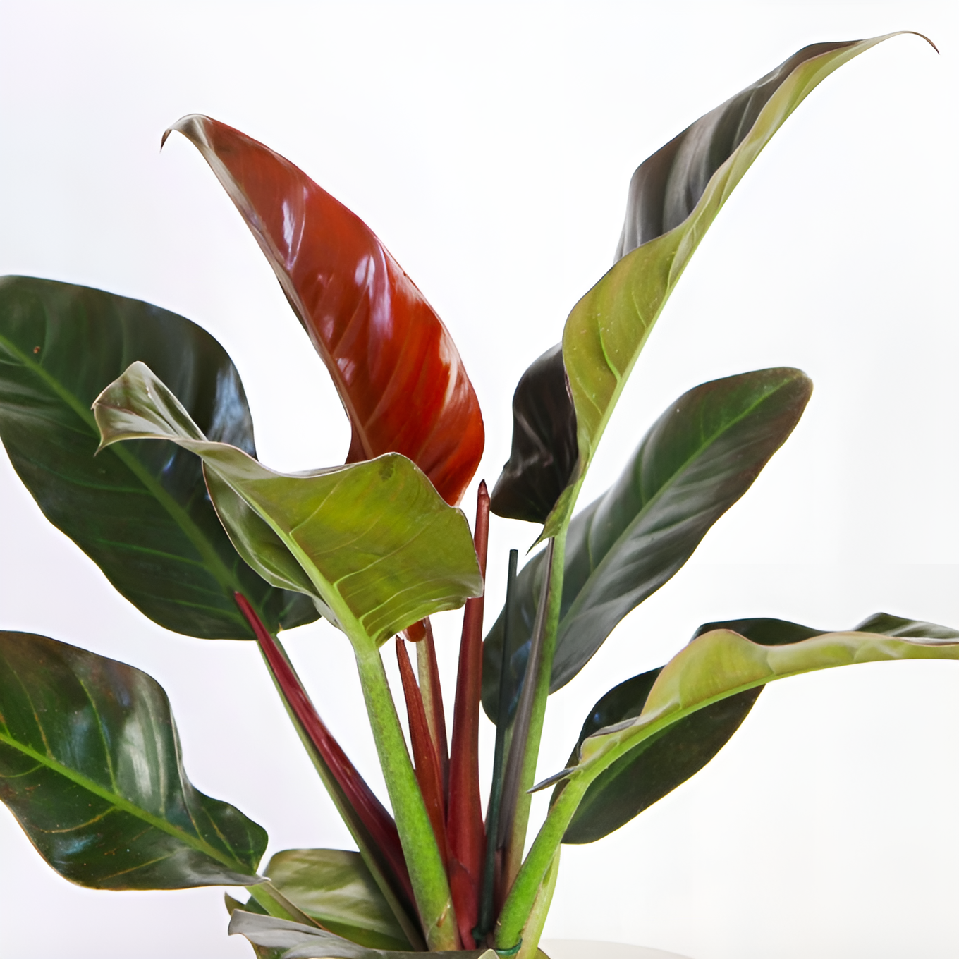 Филодендрон Империал Ред (Philodendron Imperial Red) D12см