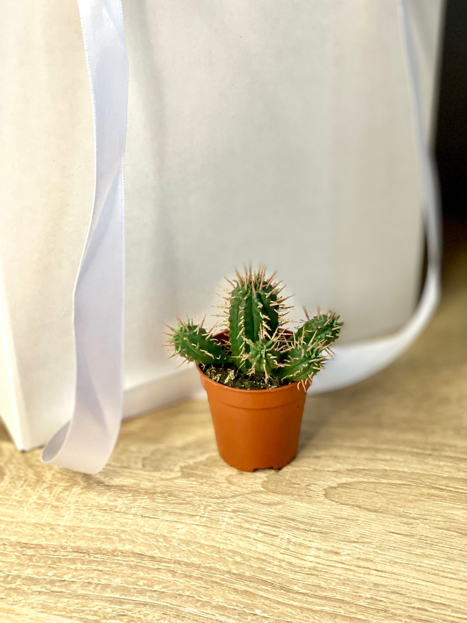 Молочай Энопла (Euphorbia Enopla) D5см