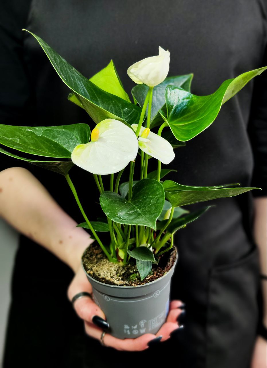 Антуриум Андре Вайт (Белый) (Anthurium Аndraeanum White) D9см