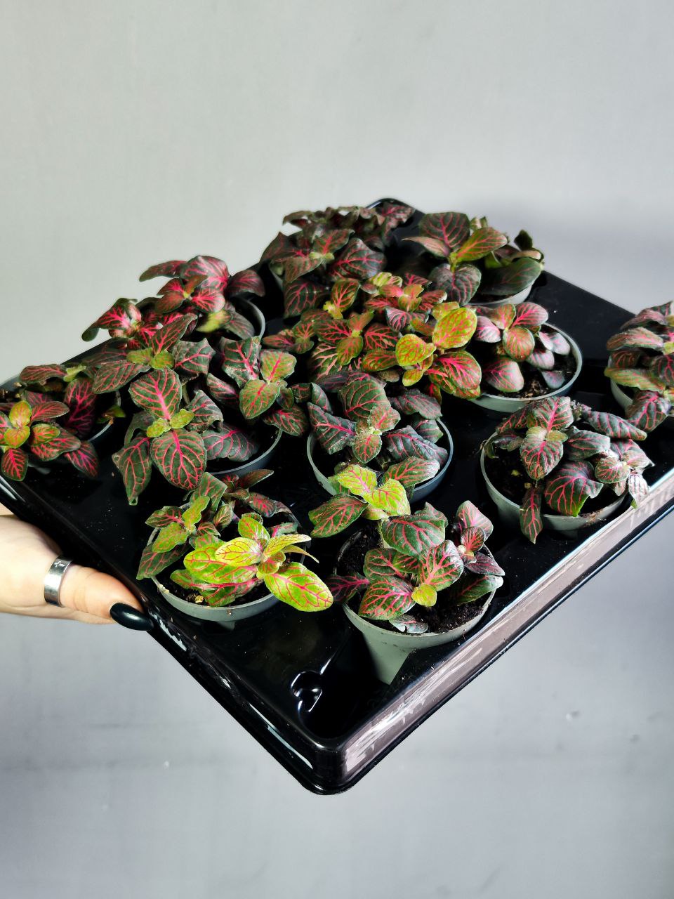 Фиттония Джоли Джосан Ред (Fittonia Joly Josan Red) D5см
