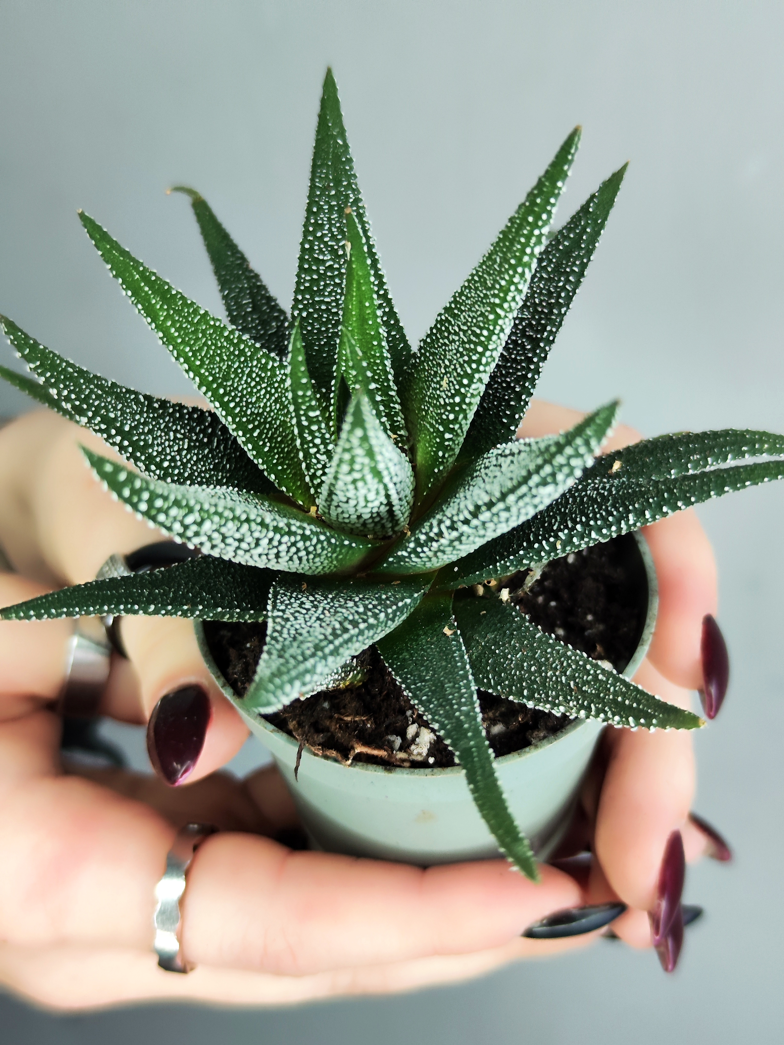 Хавортия Оттянутая, или Аттенуата (Haworthia Attenuata) D5см