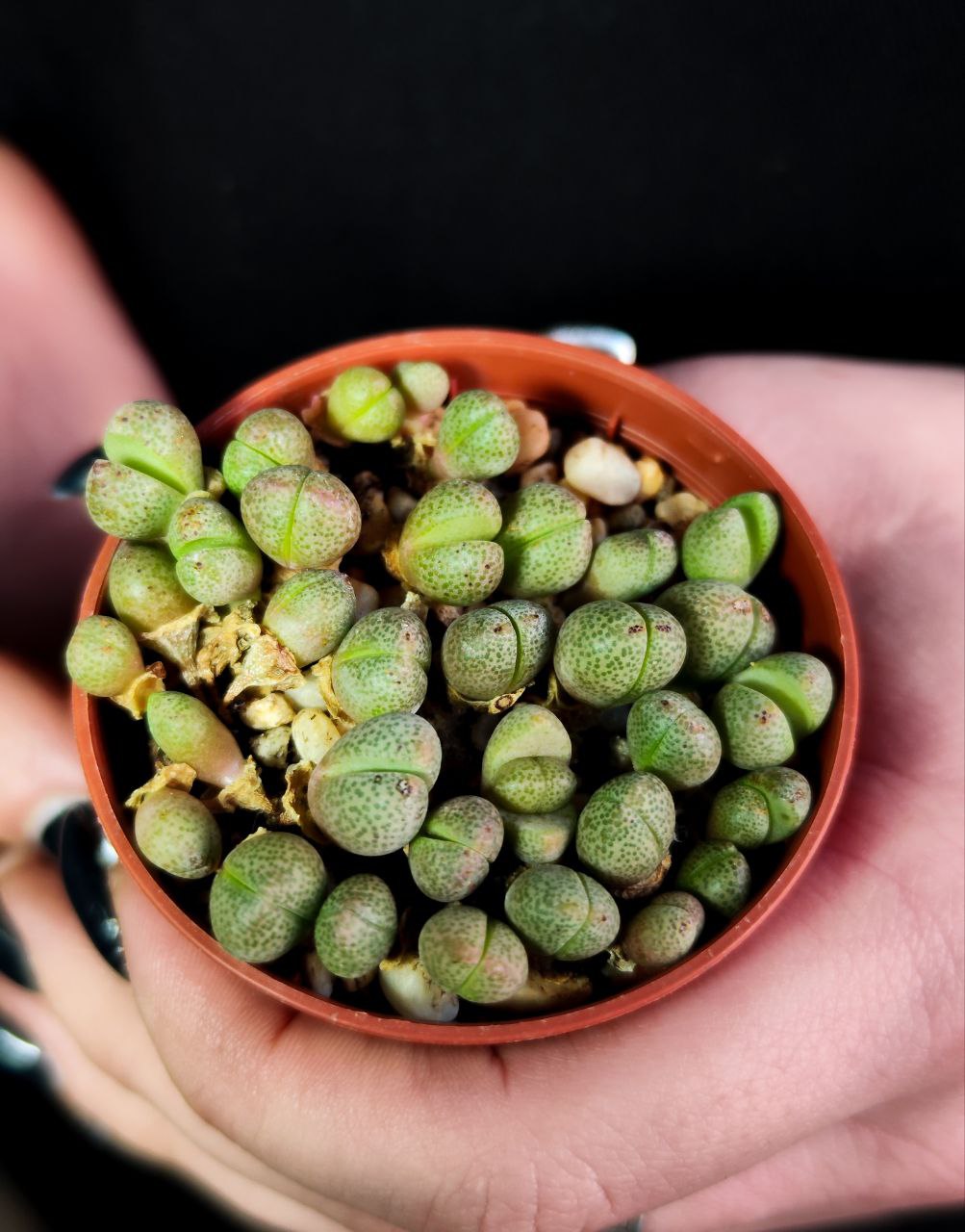 Плейоспилос Нелли Мини (Pleiospilos Nelii Mini) D5см