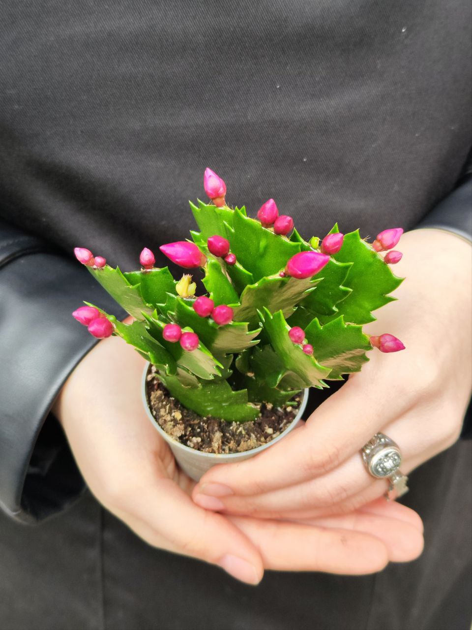 Декабрист Фиолетовый, или Шлюмбергера (Schlumbergera Tendenza Purple) D6см