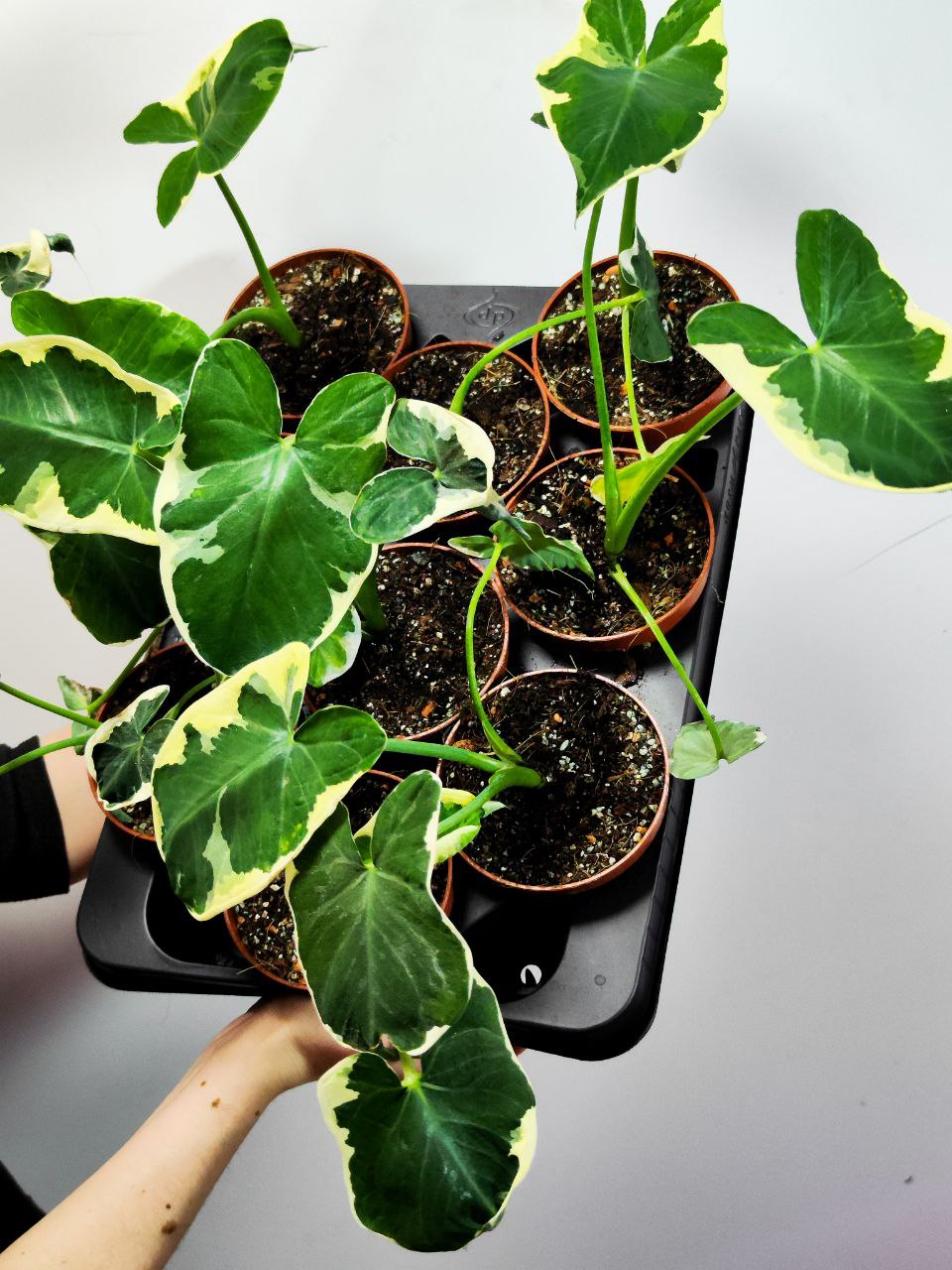Алоказия Микки Маус (Alocasia Xanthosoma Mickey Mous) D10см