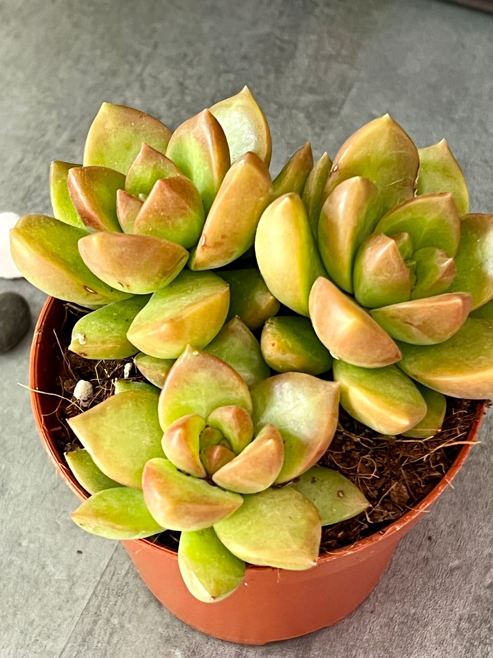 Седум Нуссбаумера (Sedum Nussbaumerianum) D8см