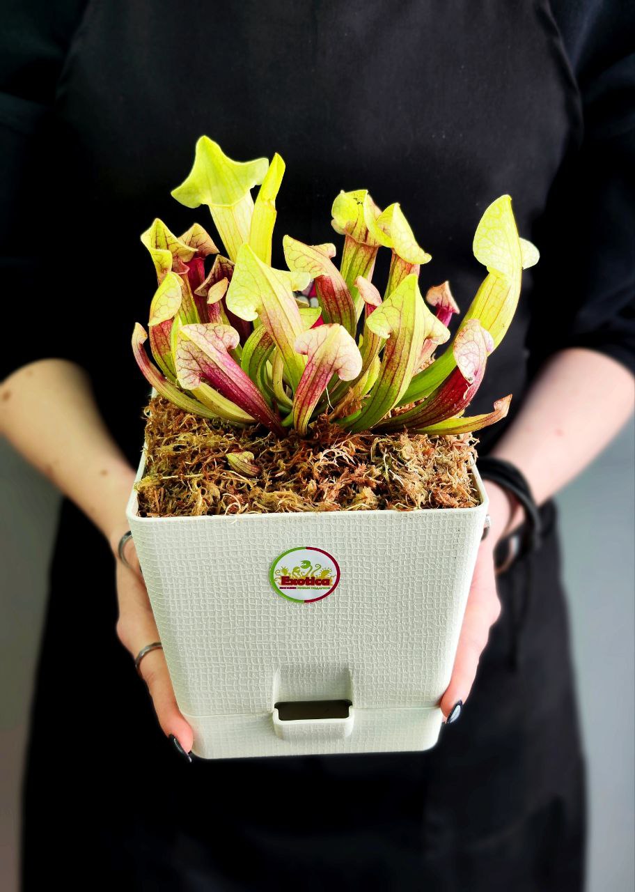 Саррацения Эва (Sarracenia Eva) пересаженная D15см