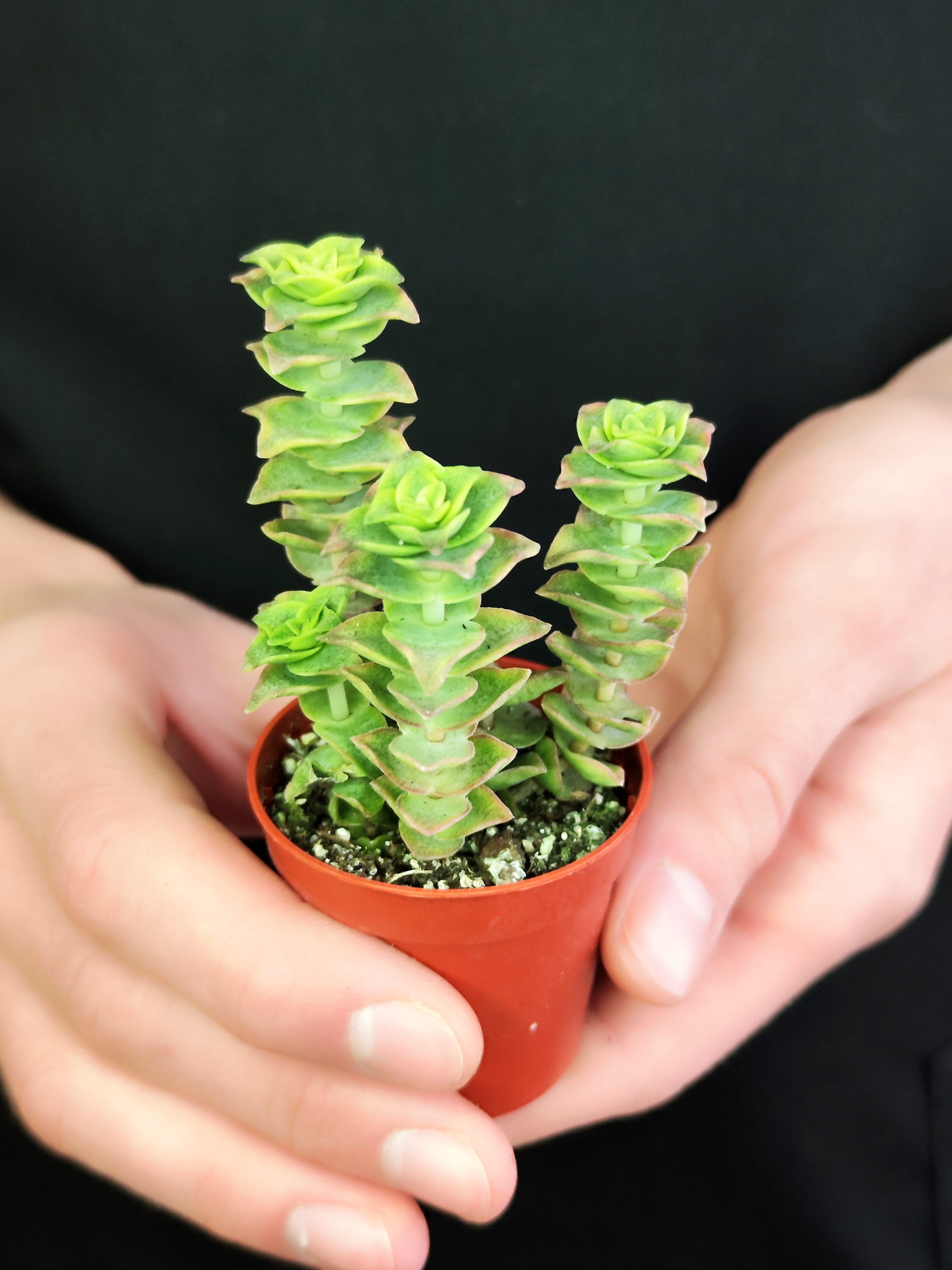 Крассула Перфората Недовариегата (Сrassula Perforata Variegata) D5см
