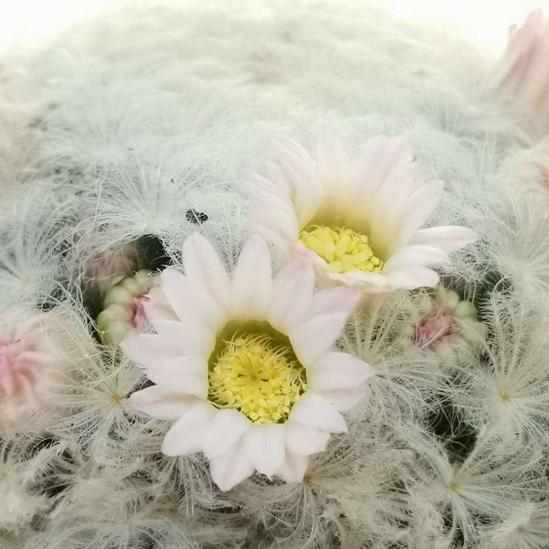 Маммиллярия Плюмоза (Mammillaria Plumosa) D5см