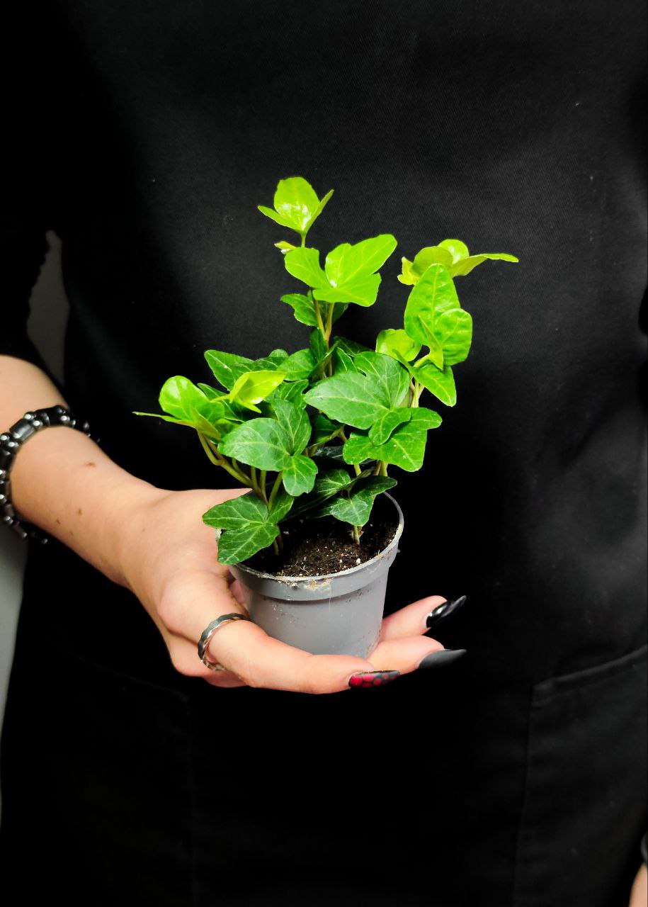 Хедера Хеликс Грин, Плющ (Hedera Helix Green) D6см