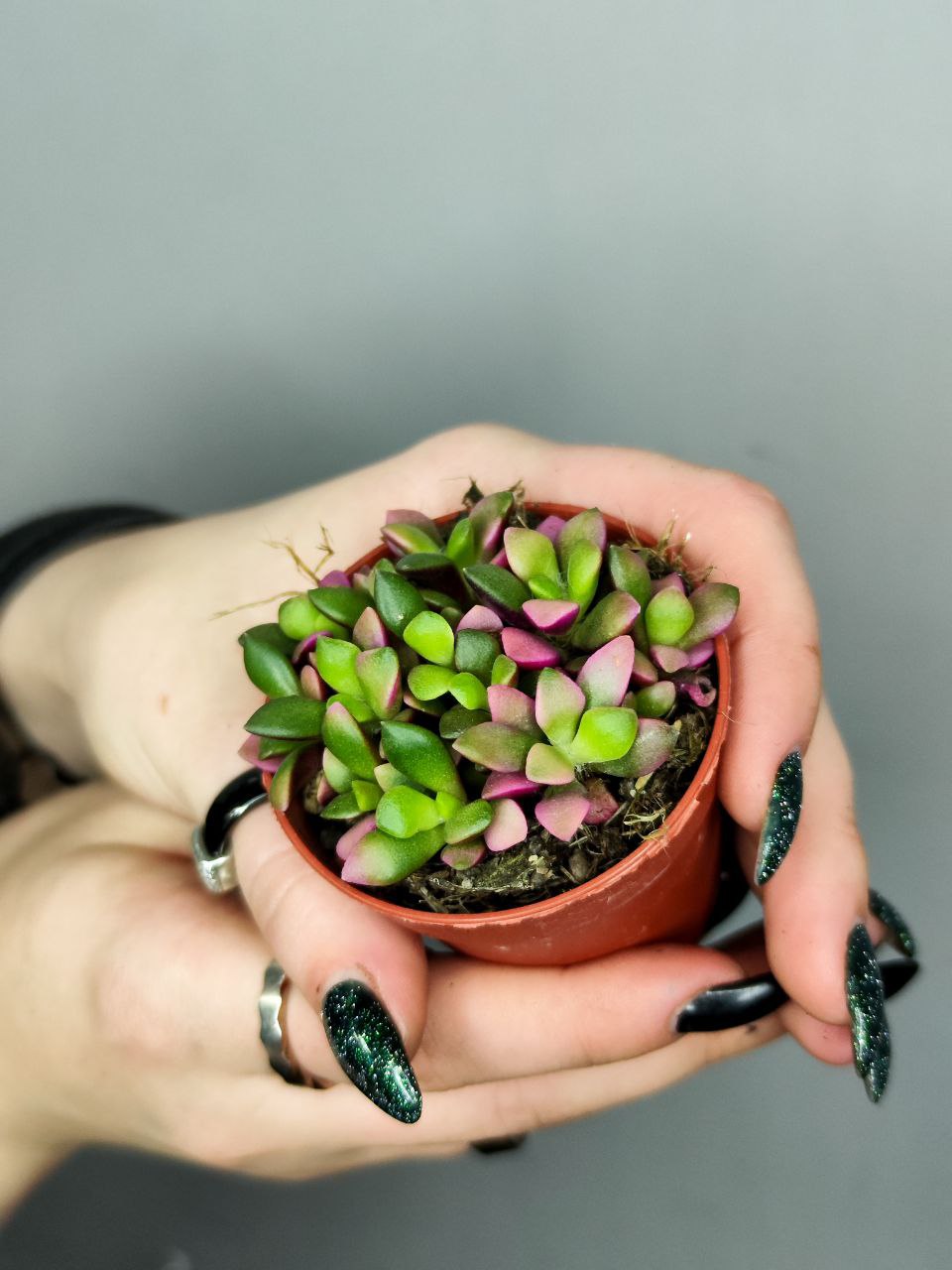 Анакампсерос Руфесценс Санрайз Мини (Anacampseros Rufescens Sunrise Mini) D5см