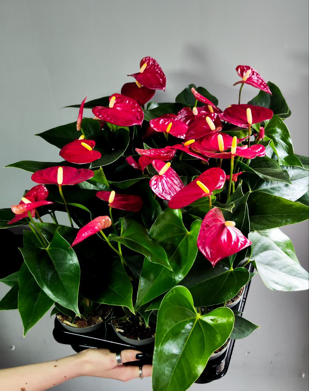 Антуриум Андре Красный (Anthurium Аndraeanum Red) D9см