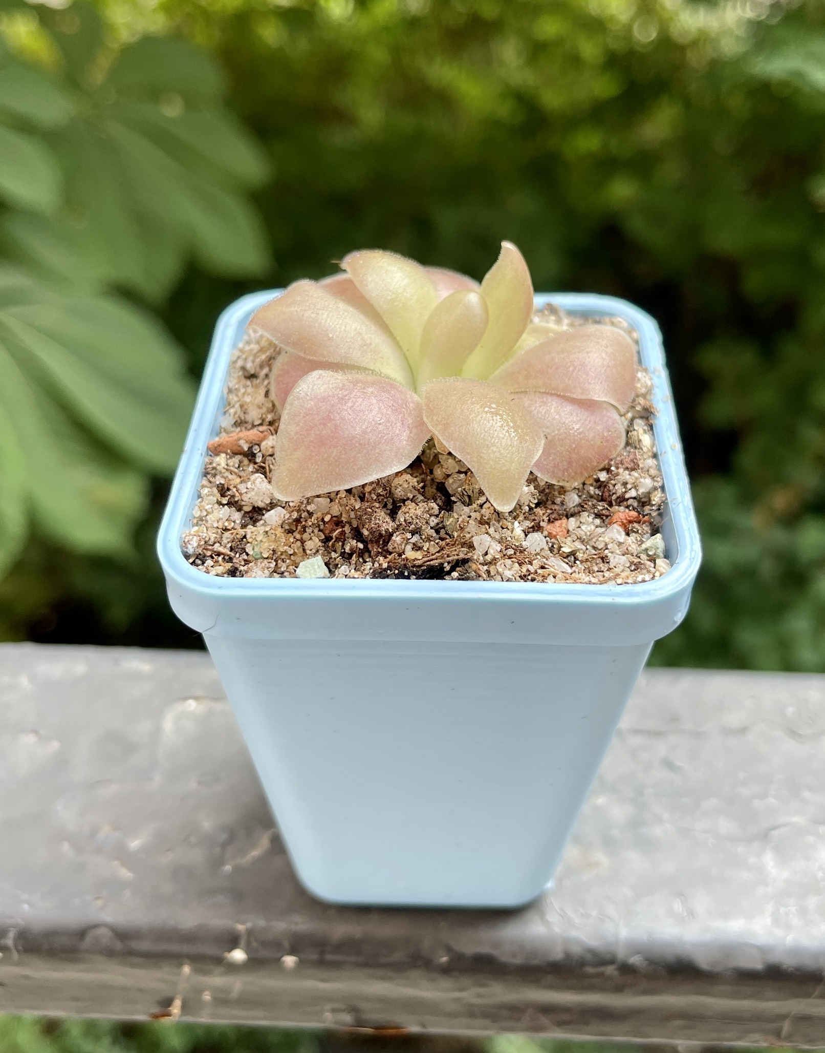 Жирянка Гетеропхилла х Сетхос (P. Heterophylla x Sethos) D5см