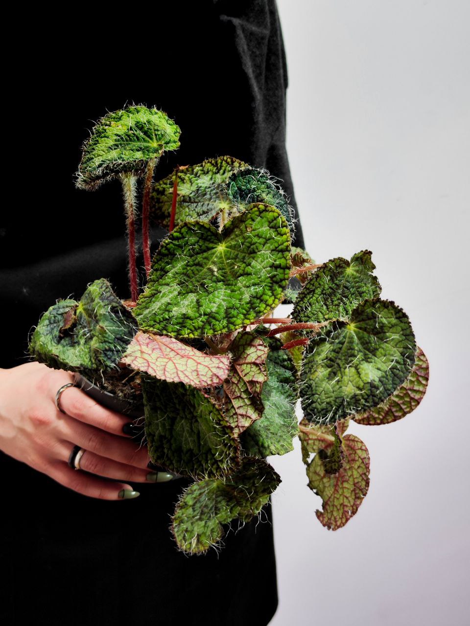Бегония Сайзмор (Begonia Sizemoreоe) D12см