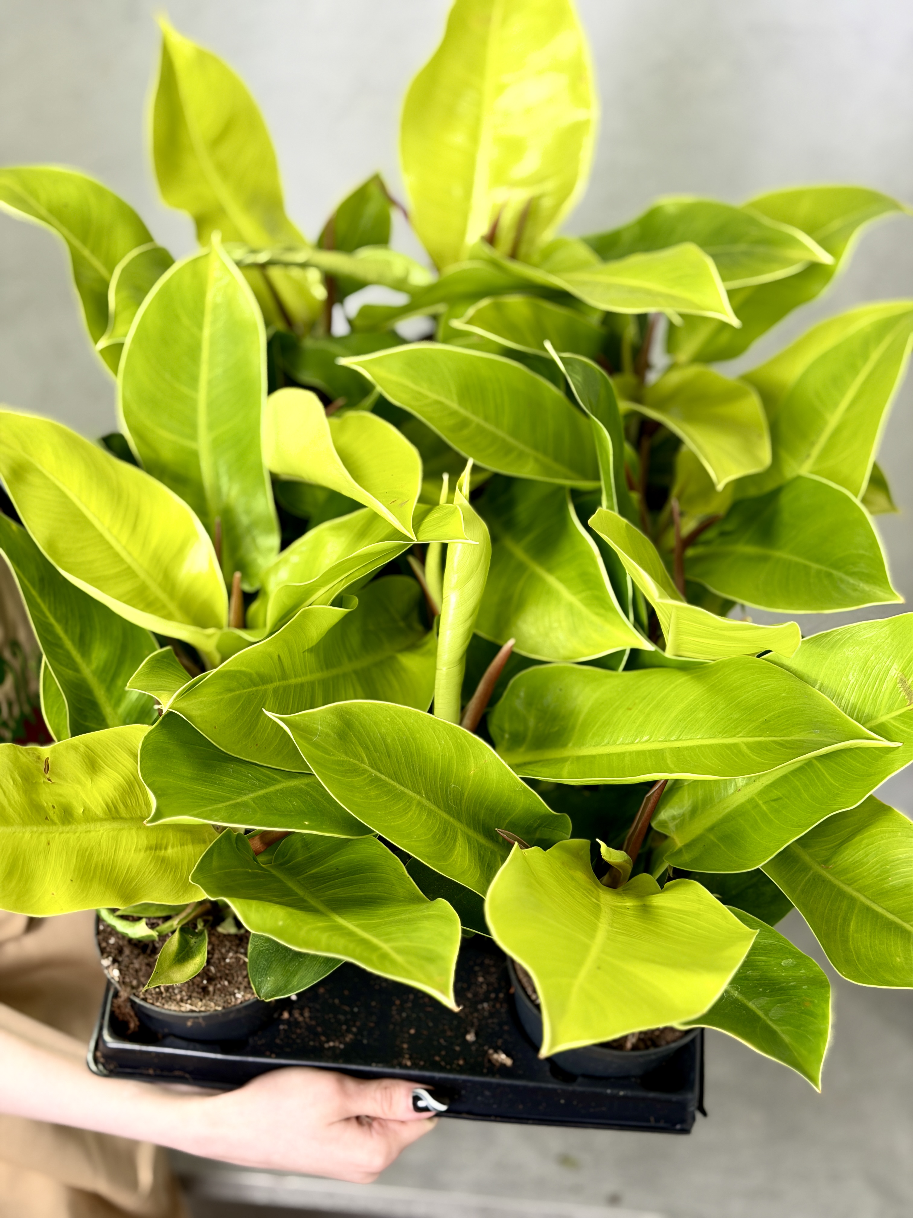 Филодендрон Мунлайт (Philodendron Moonlight) D12см