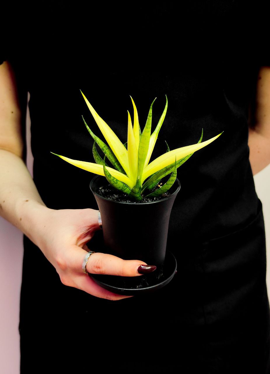 Сансевиерия Комет Кризанта Лемон (Sansevieria Comet Chrysanta Lemon) D7,5см