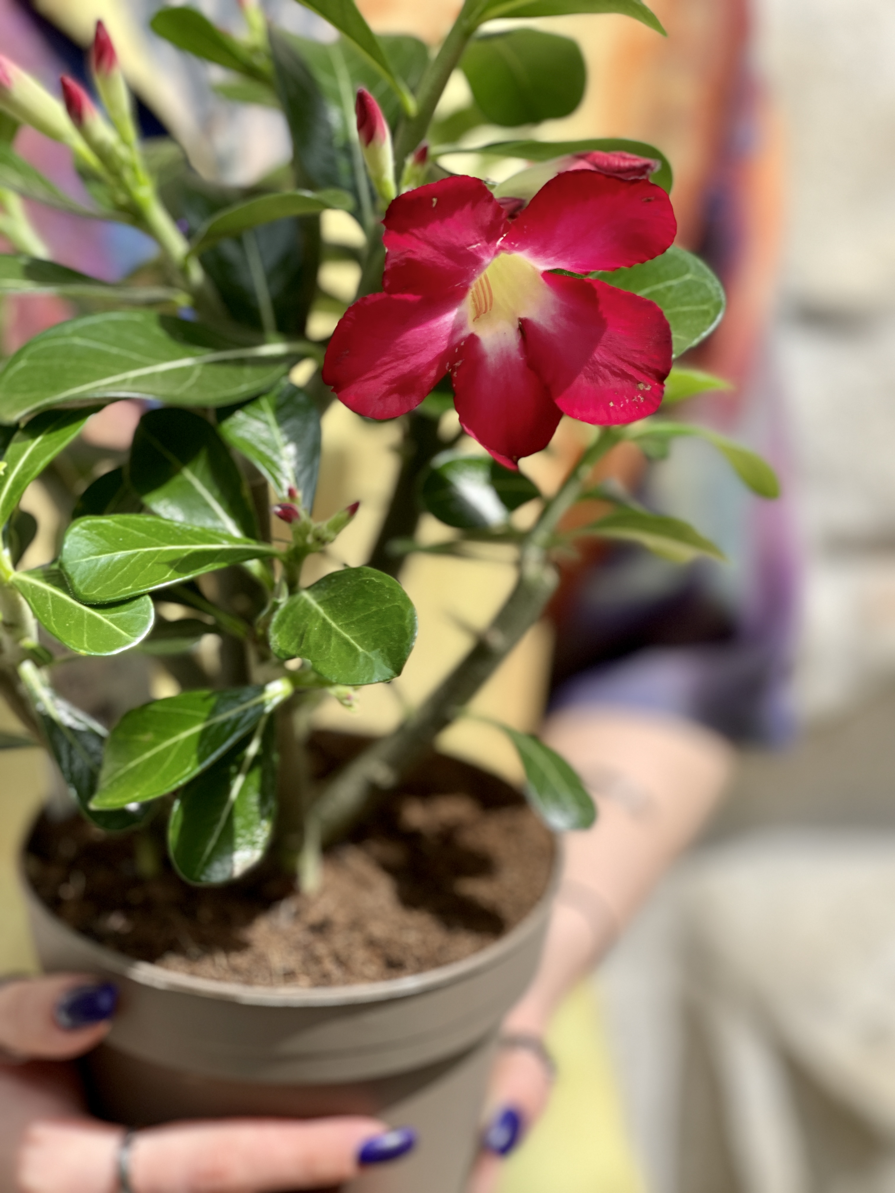 Адениум Тучный Анук (Adenium Obesum Anouk) D12см