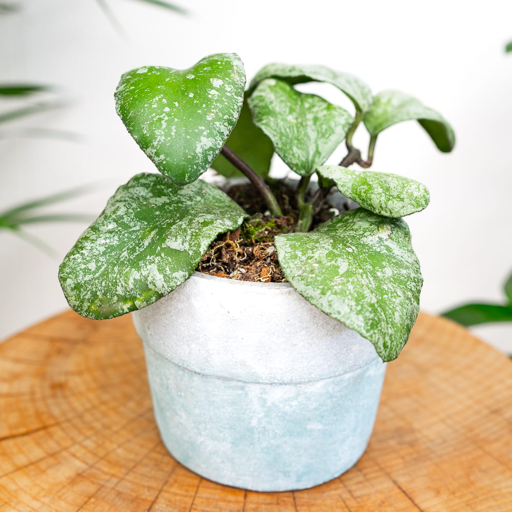 Хойя Веймани Сплеш (Hoya Waymaniae Kapuas) D10см