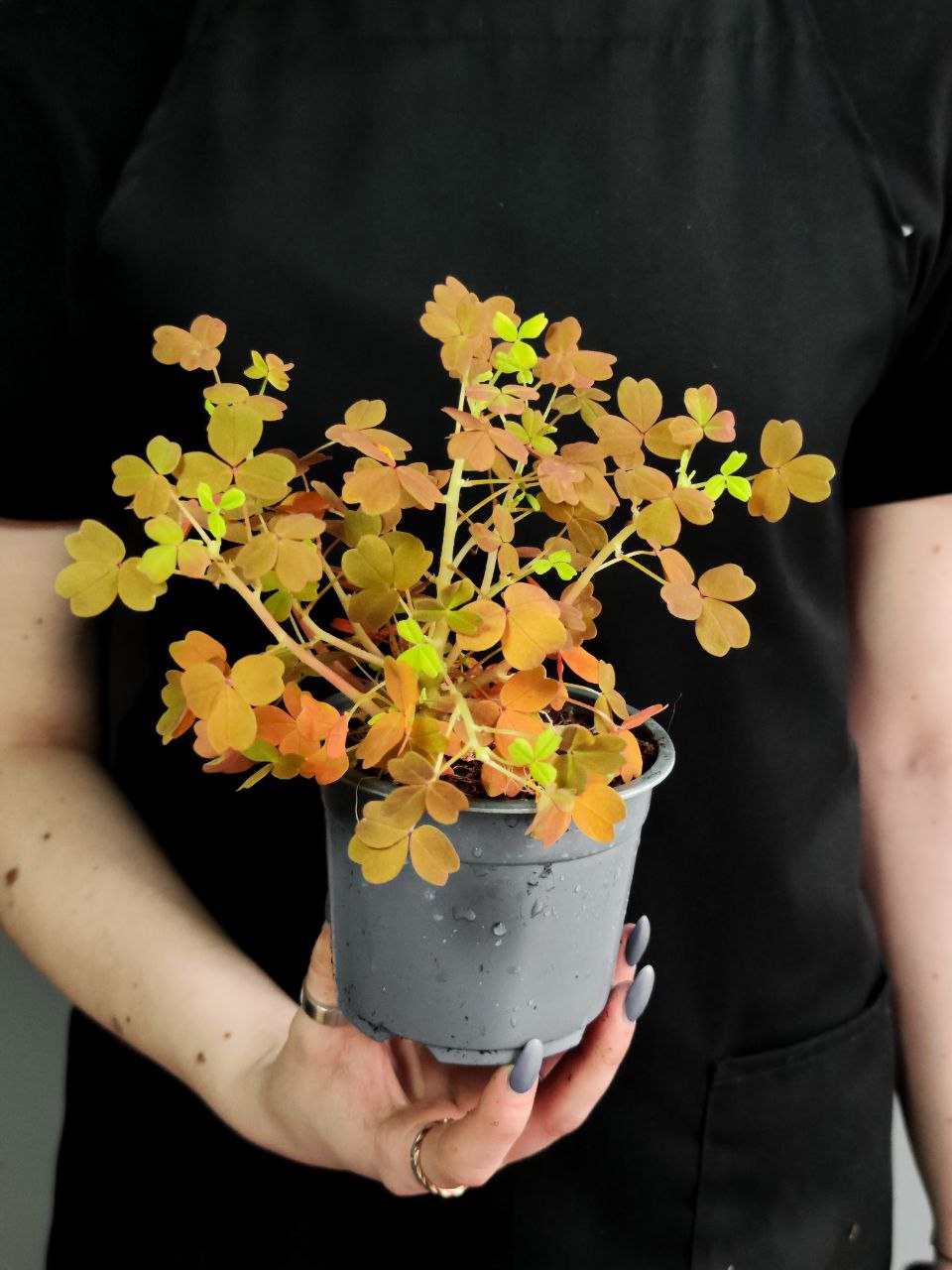 Оксалис Голд, Кислица (Oxalis Gold) D10см