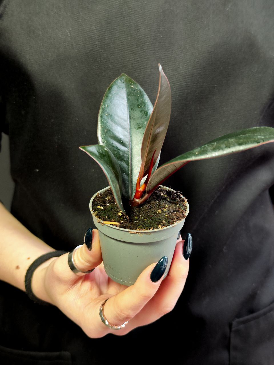 Фикус Эластика Абиджан (Ficus Elastica Abidjan) D6см