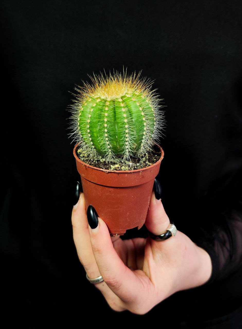 Нотокактус Магнификус (Notocactus Magnificus) D5см