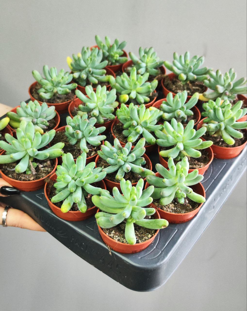 Седум Толстолистный, или Пахифиллюм (Sedum Pachyphyllum) D5см