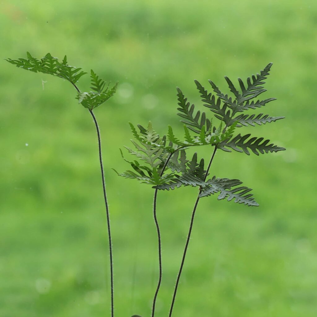 Папоротник Дориоптерис Кордата (Doryopteris Cordata) D5см