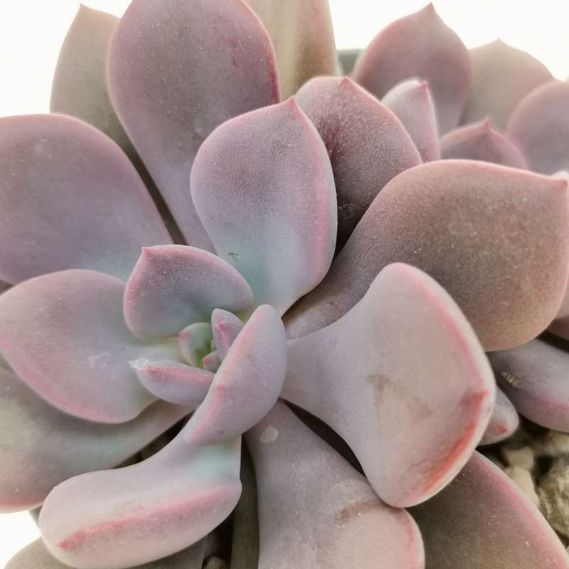 Эхеверия Металлика (Echeveria Metallica) D5см