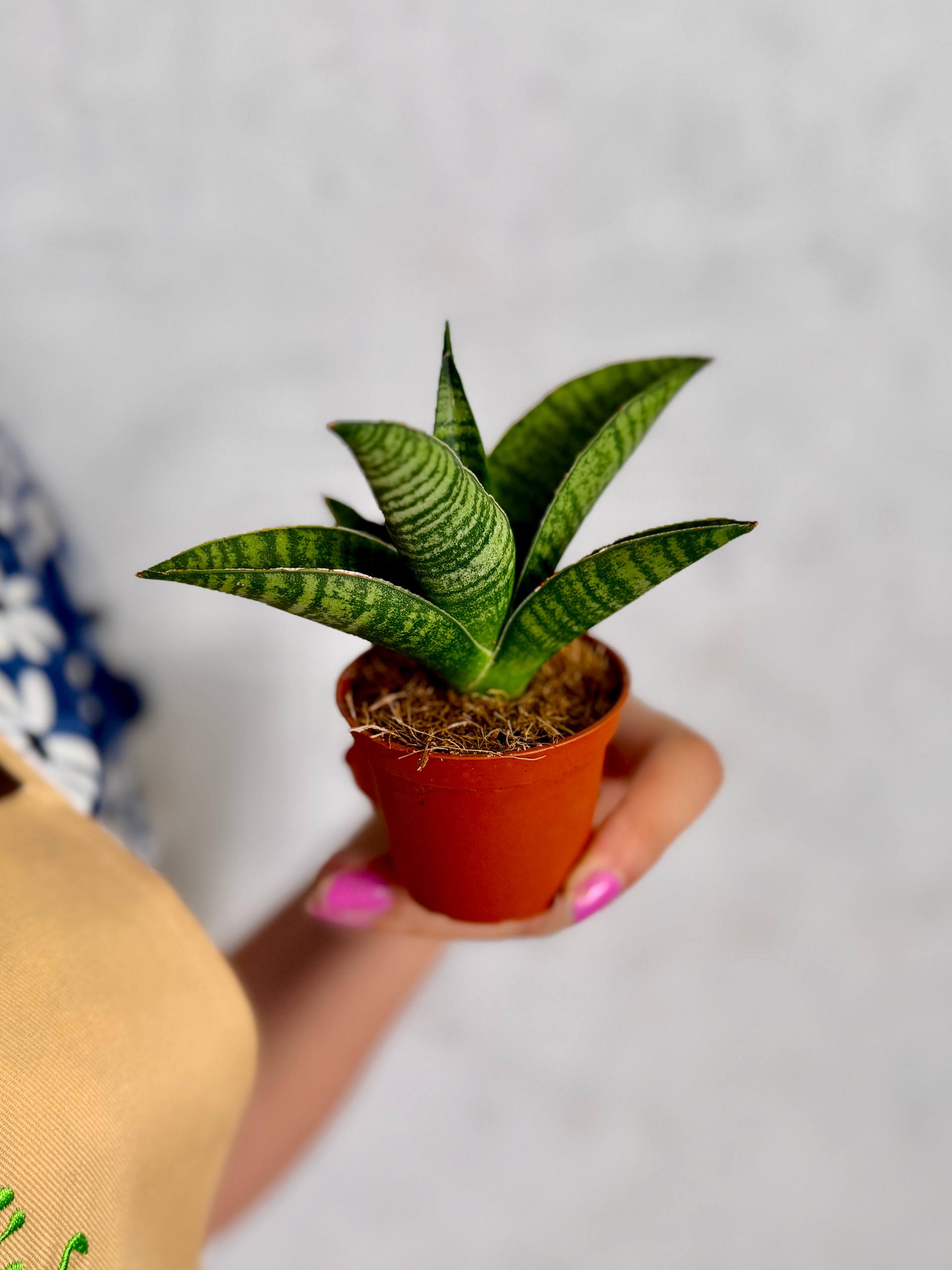 Сансевиерия Годжо (Sansevieria Hybrid Gojo) D6см