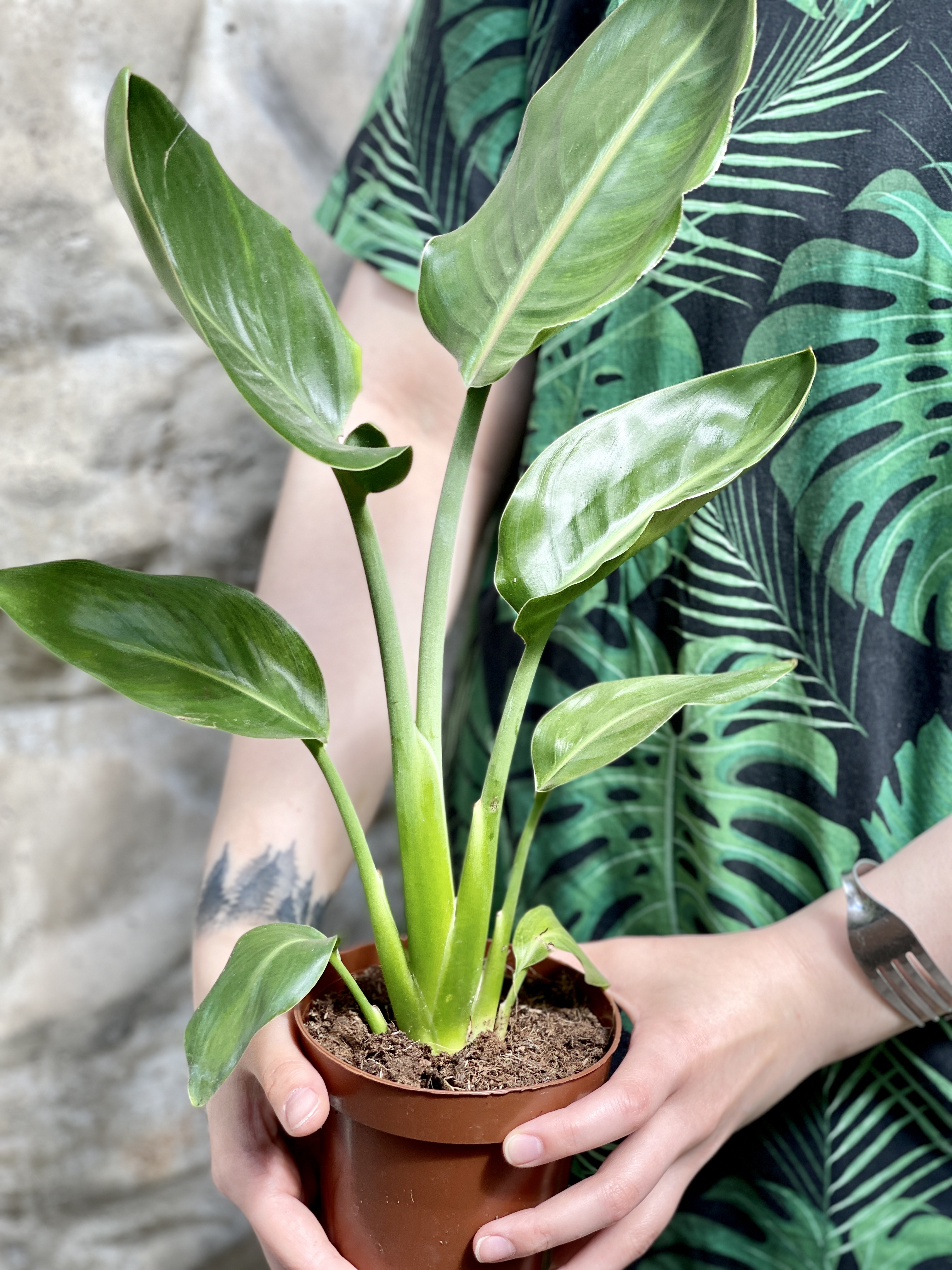 Стрелиция Регина (Strelitzia Reginea) D12см
