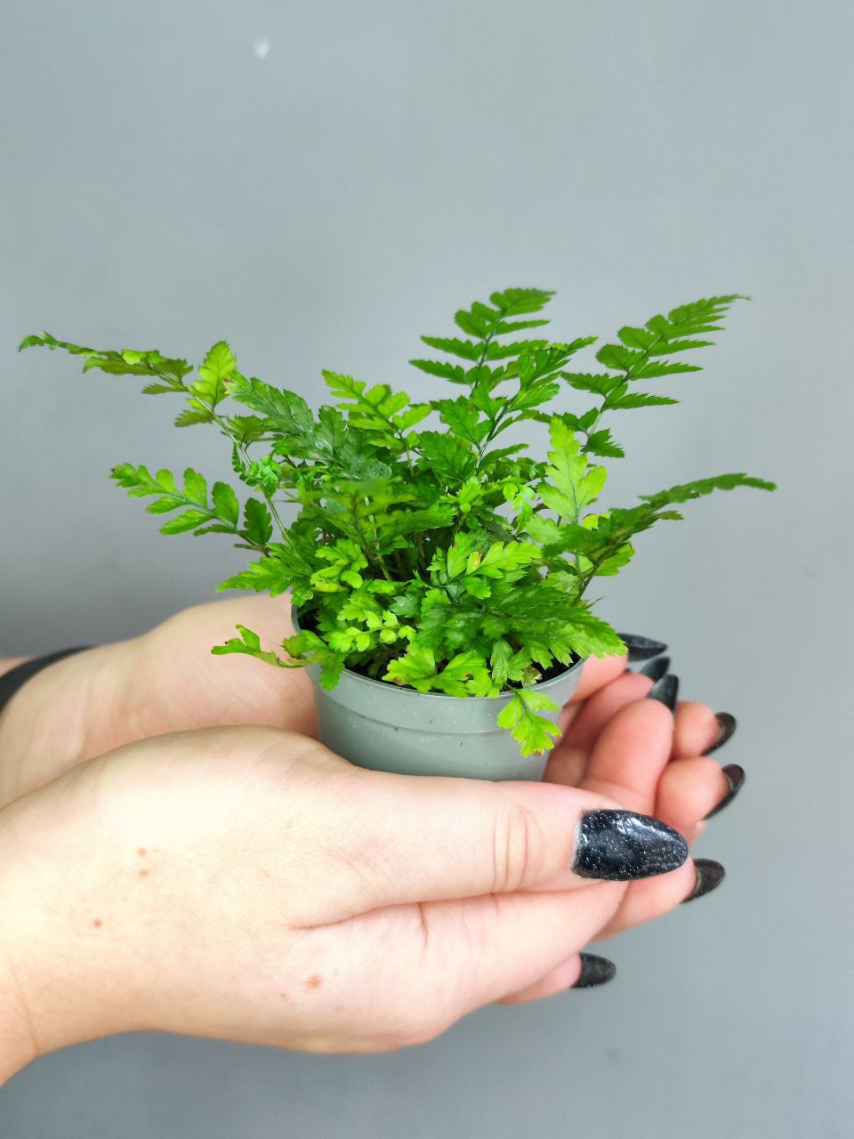 Полистихум Цусимский, или Корейский Скальный Папоротник (Polystichum Tsus-Simense) D6см