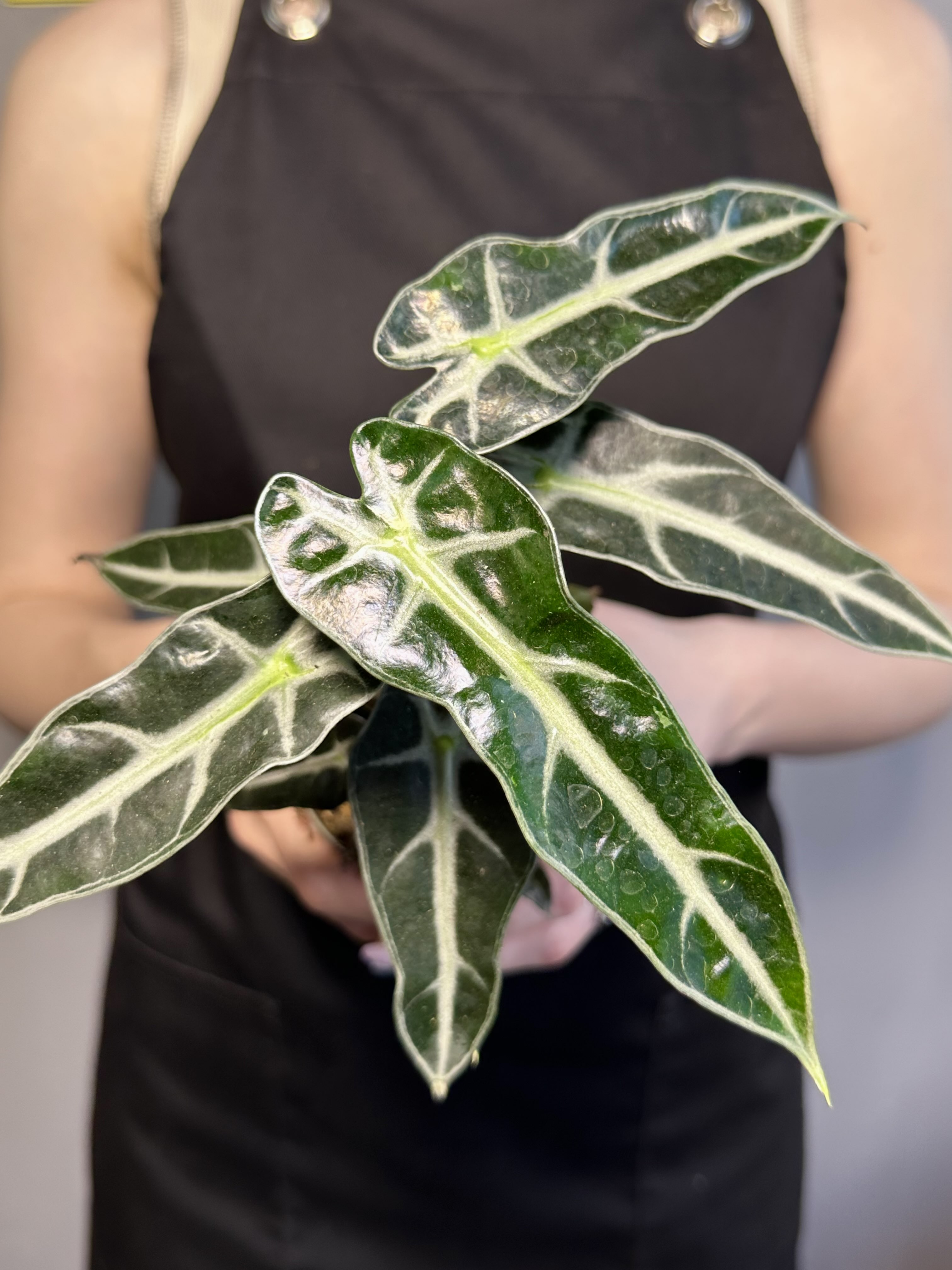 Алоказия Бамбино Эрроу (Alocasia Amazonica Bambino Arrow) D9см