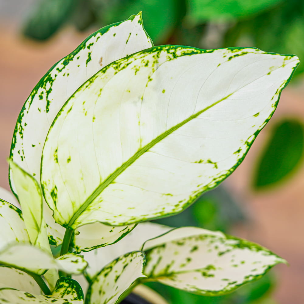 Аглаонема Вайт Джой (Aglaonema White Joy) D12см