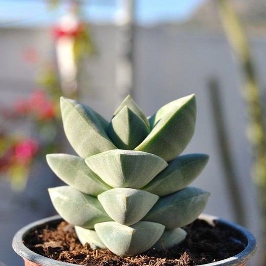 Крассула Мунглоу, или Лунное Свечение (Crassula Moonglow) D5cм