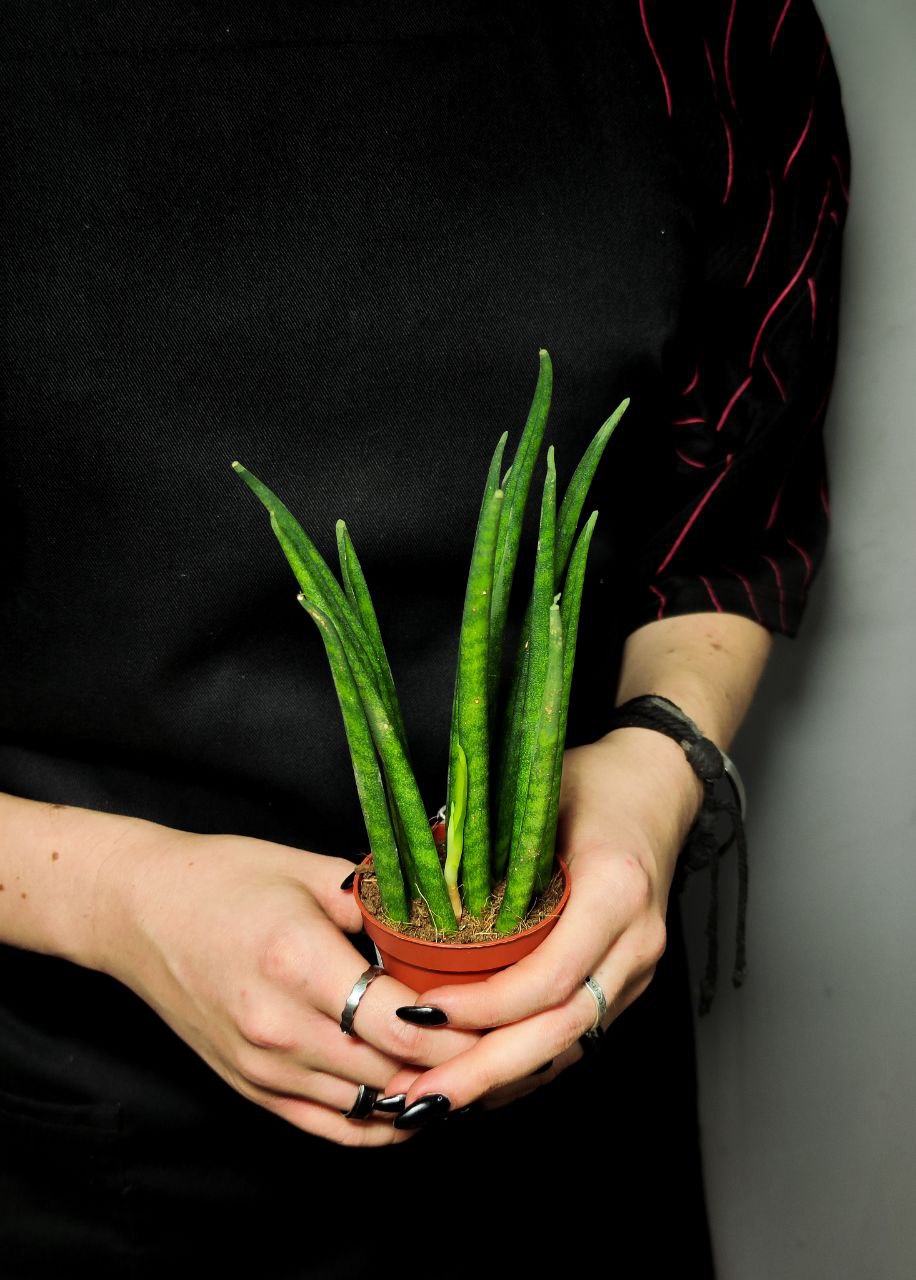 Сансевиерия Бакуларис Микадо (Sansevieria Bacularis Mikado) D6см